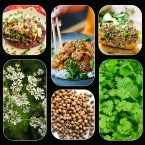 100 x CORIANDER/CILANTRO SEEDS-ASIAN VEGETABLES-KITCHEN HERB-SPICE PLANT - Picture 1 of 16