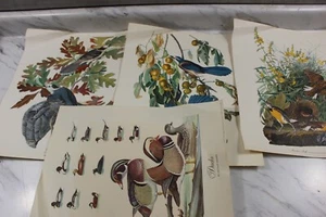 Meadowlark -Audubon "Birds of America" Original Color Bird Print lot of 4 - Picture 1 of 16