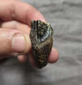 Seltener großer bindftiger bewurzelter Torosaurus Triceratops Dinosaurier Zahn Fossil Hellcreek FM  - Bild 1 von 6