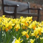 10 Daffodil Bulbs 'Jetfire' Dwarf Spring Flowering Narcissus Bulbs garden plants