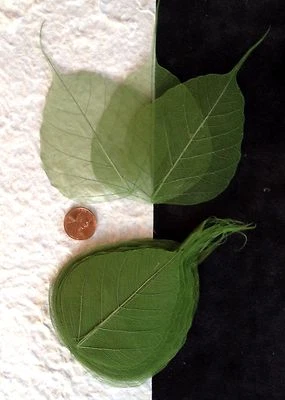 25 hojas Oliva Kiwi Oscuro Medio Verde Po Banyan Pho hoja esqueleto ver a través Foto 1 de 4