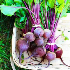 Beets Early Wonder HEIRLOOM 100+ seeds Pure strain 100% Organic Grown in USA - Picture 1 of 4