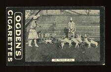 1902 Ogden's Ltd. Tabs General Interest Series C #210 Terriers at Play - 105