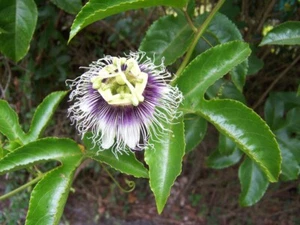 Passiflora edulis - Passion Fruit - Possum Purple - Picture 1 of 3