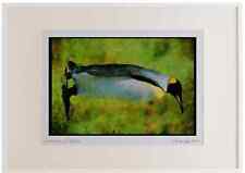707042 King Penguin, Falkland Islands Watercolour Picture Frame Ltd Ed A3