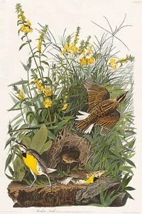 Wiesenlerche von J.J. Audubon Vögel Amerikas Giclée-Kunstdruck + kostenloser Versand - Bild 1 von 4