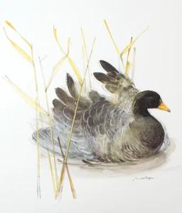 Stampa uccellino d'oca fagiolo pazzi palcoscenico arte fauna selvatica danese Stenders Forlag - Foto 1 di 6
