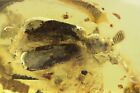 Rare Ant Nest Beetle Carabidae Paussinae Fossil Insect Baltic Amber #11968
