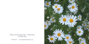 Greeting Card -Daisies - Archaeology Way #Derbyshire - blank inside 6" x 6" - Picture 1 of 3