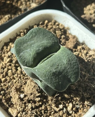 Gasteria Híbrida 'Gunpai Gagyu', Planta Viva, Suculenta Igual que la Foto (2 pulgadas) Foto 1 de 4