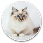 2 x Vinyl Stickers 25cm - Sacred Birman Birma Cat Kitten Cool Gift #15565