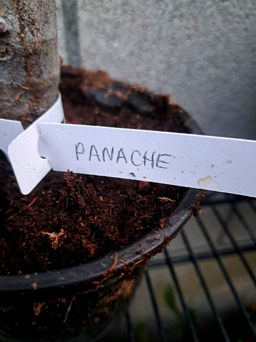 Tree Fig Trees for sale | eBay Tree Fig Trees for sale | eBay