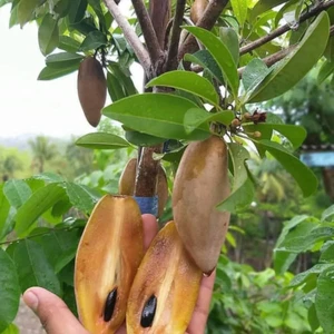 Sapota híbrida / Chiku (sapota de plátano, planta de injerto) 1 planta de raíz desnuda - Imagen 1 de 3
