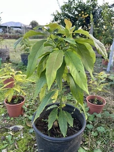 Planta de abacate em vaso Tipo Fuerte, RESISTENTE (FOTOS REAIS) - Zdjęcie 1 z 15