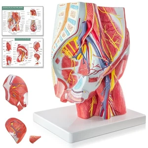 ¡NUEVO! Modelo de anatomía de músculos y nervios pélvicos y glúteos masculinos humanos, ayuda para la enseñanza - Imagen 1 de 14