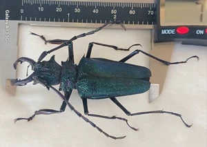 CERAMBYCIDAE/PRIONINAE PSALIDOGNATHUS MALE A1 70MM GREEN & BLUE ATALAYA-PERU - Picture 1 of 4