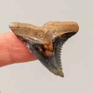 Venice Hemipristis Fossil Tooth 1.48" 2854 - Picture 1 of 5