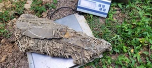 Arkansas Quarz versteinertes Gestein Lake Ouachita sehr einzigartig 14,7 Pfund - Bild 1 von 4