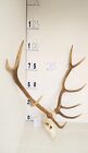 Large red deer antlers complete skull with jaws hunting luxury home decor 95