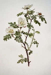 1914 Blanc Rose ,Rosa Involuta,Grand Folio 37cm,Willmott,E. A. ( B.1858 ),Bot - Picture 1 of 3
