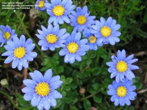 Felicia Blue Daisy seeds 100 Kingfisher - Picture 1 of 3