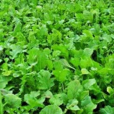 纳米尼亚萝卜种子 | 非转基因萝卜种子 | 新鲜传家宝花园种子 — 第 1/2 张图片