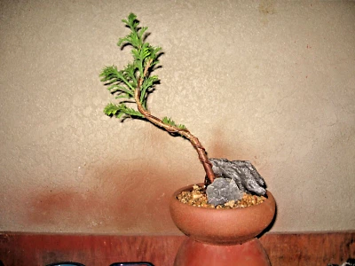 BONSAI GRAFTED TAXODIUM (BALD CYPRESS) CODY'S FEATHERS - Image 1 of 2