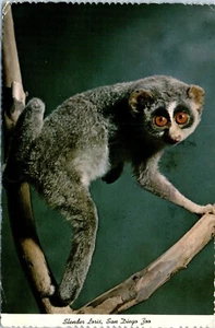 Slender Loris, San Diego Zoo, Kalifornien Postkarte gestempelt 1970 - Bild 1 von 2