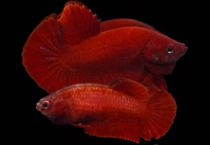 Breeding Pair of Betta Fish Super Red male and female Quality Grade from TH - Picture 1 of 12