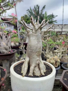 Adenium raro LC largo codex arábicum somalen adenium bonsai torre - Imagen 1 de 3
