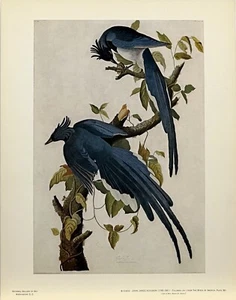 Robert Havell después de John James Audubon Columbia Jay Print Birds of America 14x11 - Imagen 1 de 9