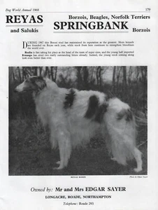 BORZOI HUNDEWELT 1968 HUNDESRASSE ZWINGER WERBUNG DRUCK SEITE REYAS KENNELS - Bild 1 von 1
