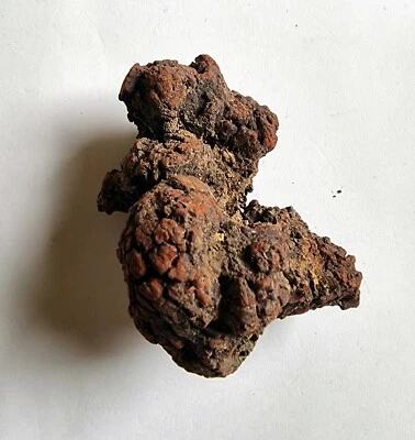 Fossil Coprolite ( Poo) Fossilised Turtle / Dinosaur Poo - GREAT GIFT - Image 1 of 3