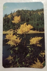 Ocean Spray Is The Name Given To This Beautiful Wild Shrub Of N. Idaho. PC (R1) - Picture 1 of 2