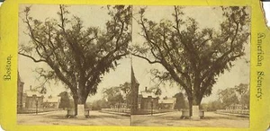 Tarjeta estereoscópica BOSTON 1800s paisaje Old Elm - Imagen 1 de 1
