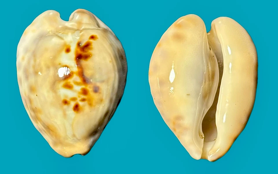 Cypraea Barycypraea teuleri Cazenavette, 1846    40mm (B) - Image 1 of 1
