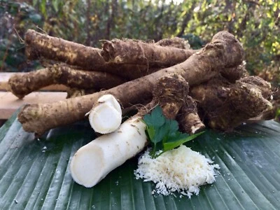 Fresh Horseradish Root, Best Quality, 400 grams Straight from the farm