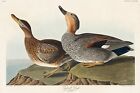 Gadwall Duck by J.J. Audubon Birds of America Giclee Art Print + Ships Free