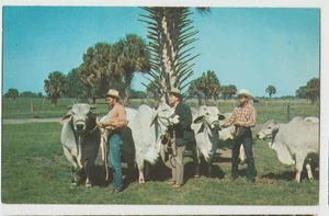 PRIZE BRAHMA CATTLE Kissimmee River Valley Orange Blossom Trail Florida Postcard - Picture 1 of 2