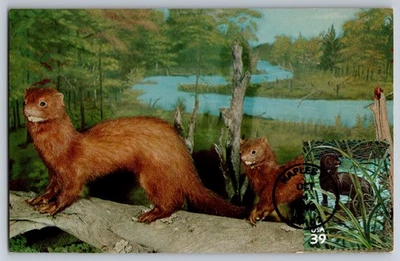 #4099c Southern Florida Wetland Everglades Mink FDC Maxi Card w/Pictorial Cancel - Image 1 of 2