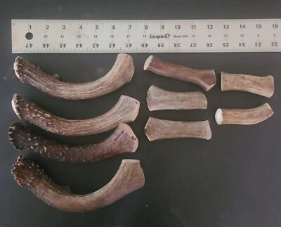 Cuerno de ciervo cola negra de 2 libras naturalmente cobertizo perro mastica bolígrafo mango de cuchillo en blanco  Foto 1 de 2