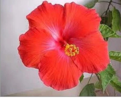  Red tropical Hibiscus Plant 15-20 inches  - Image 1 of 2