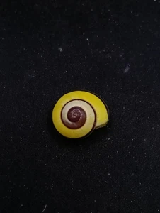 Megalacron klaarwateri land snail 16.8mm Sea shell. home collectors #14550 - Picture 1 of 4