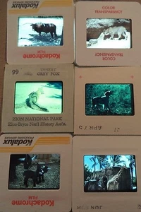 6 Original Vintage 35mm Kodak Photo Color Slide Animals Kodachrome Transparency - Picture 1 of 10