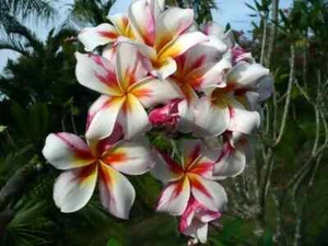 4 SEMILLAS PLUMERIA "Milagro" (FRANGIPANI - POMELIA) "semillas frescas" - Imagen 1 de 1