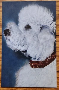 Postal Caniche Blanco por Chimenea PC Años 50 Alfred Mainzer Sin Usar - Imagen 1 de 1