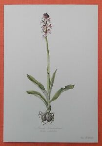 Brand-Knabenkraut Orchis ustulata  Orchidee Farbdruck 1954 Elsa M. Felsko 