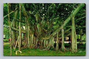 Vintage Giant Banyan Tree Postcard Lakeland Florida 1960 Scenic View - Picture 1 of 2