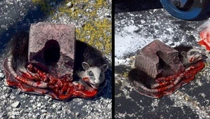 ROAD KILL ICKY RAT GREY HALLOWEEN - Picture 1 of 1