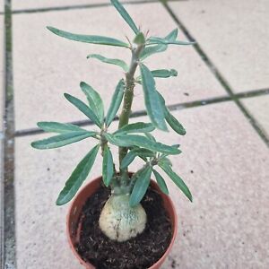 Pachypodium densiflorum 8,5 cm. pot rare cactus Astrophytum Caudex Dioscorea
